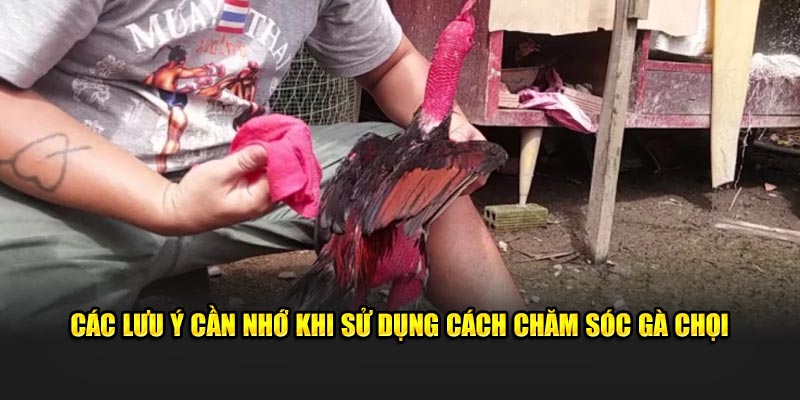 Các lưu ý cần nhớ khi sử dụng cách chăm sóc gà chọi