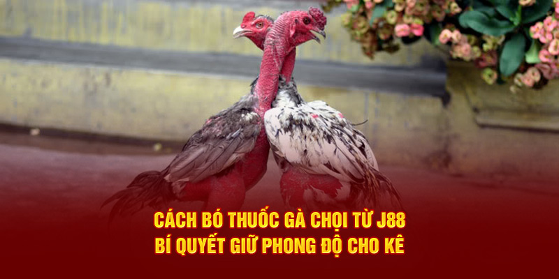 Tìm hiểu cách bó thuốc gà chọi cùng cao thủ J88