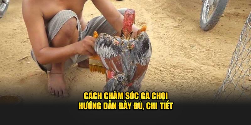 Tìm hiểu cách chăm sóc gà chọi đầy đủ chi tiết