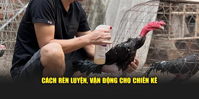 Cách rèn luyện, vận động cho chiến kê