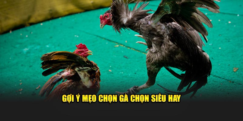 Gợi ý mẹo chọn gà chọn siêu hay