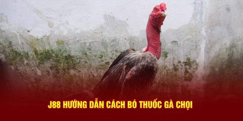 J88 hướng dẫn cách bó thuốc gà chọi