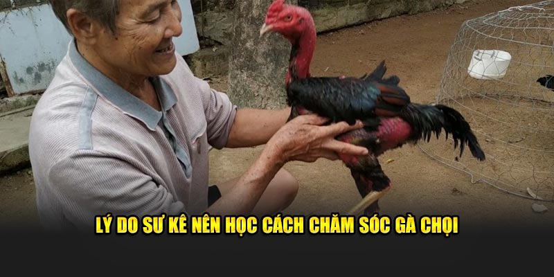 Lý do sư kê nên học cách chăm sóc gà chọi