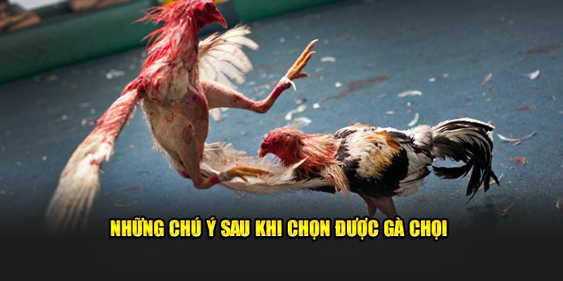 Những chú ý sau khi chọn được gà chọi 