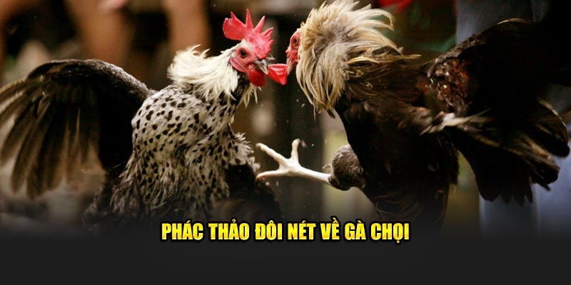 Phác thảo đôi nét về gà chọi