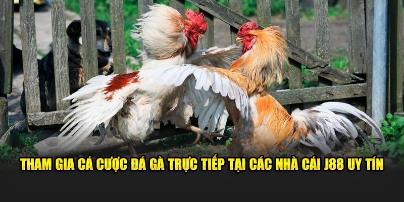 Tham gia cá cược đá gà trực tiếp tại các nhà cái J88 uy tín