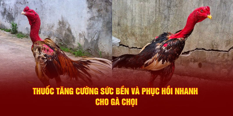 Thuốc tăng cường sức bền và phục hồi nhanh cho gà chọi