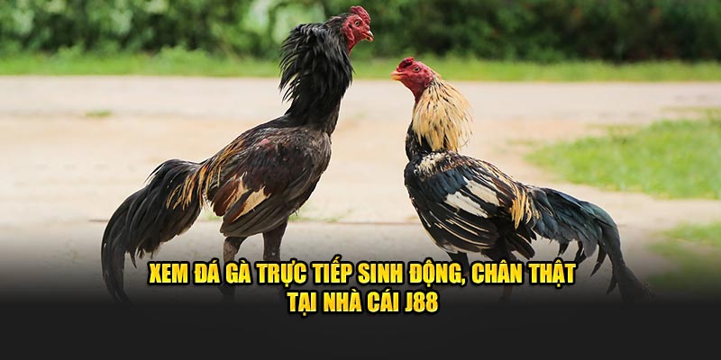 Xem đá gà trực tiếp tại nhà cái J88