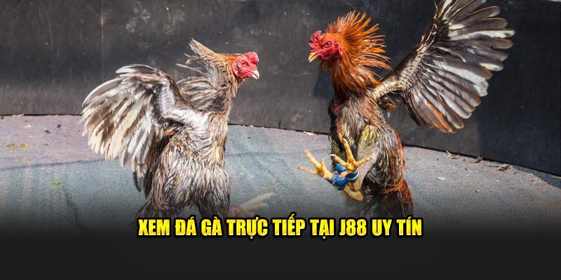 Xem đá gà trực tiếp tại J88 uy tín